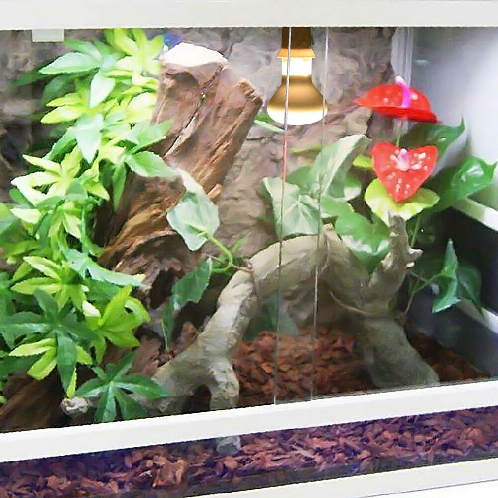 Schildpadverwarmer, warmtelamp - Basking Bulb Halogen recensie en prijs